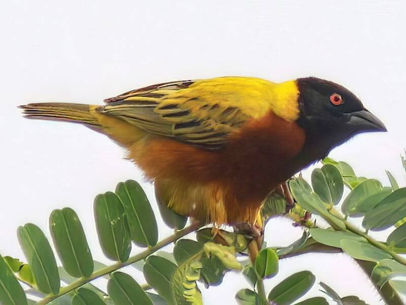 Lake Lufira Masked-Weaver