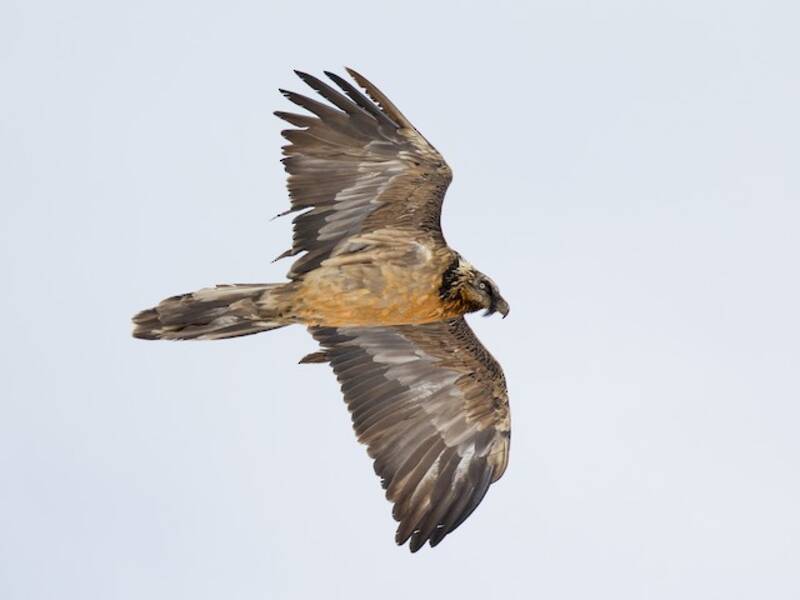 Bearded Vulture (Gypaetus barbatus)