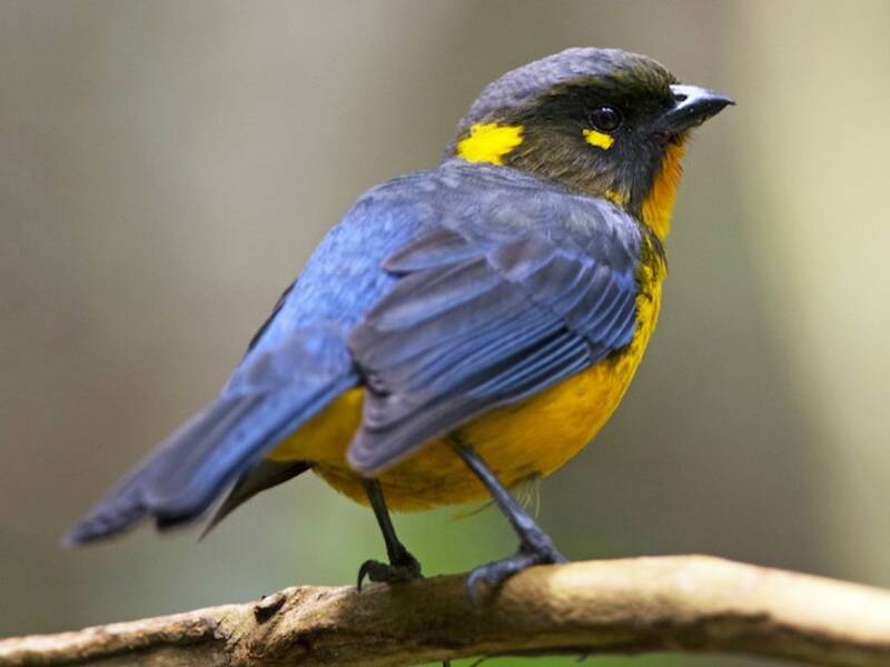 Lacrimose Mountain Tanager, 照片 4