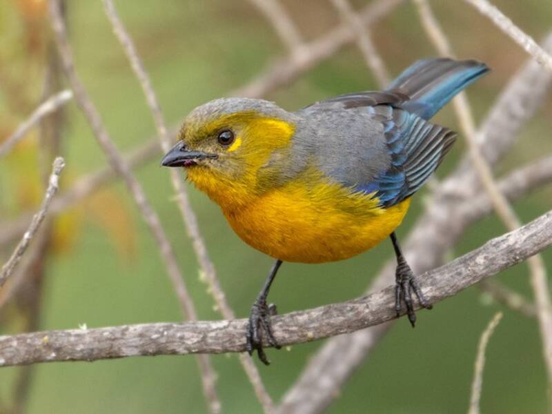 Lacrimose Mountain Tanager, 照片 3