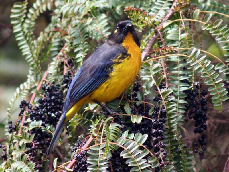 Lacrimose Mountain Tanager, 照片 2