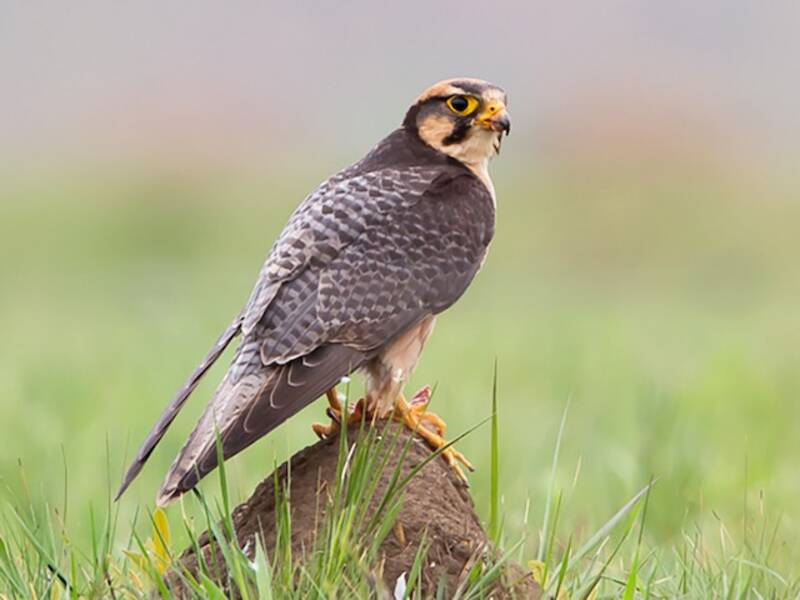 Falco lanario, Foto 3