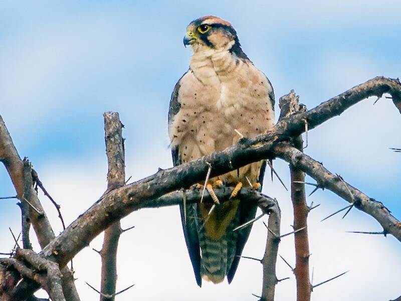 Falco lanario, Foto 2