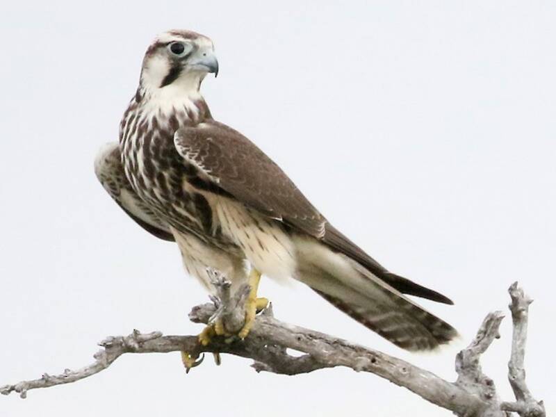Falco lanario, Foto 4