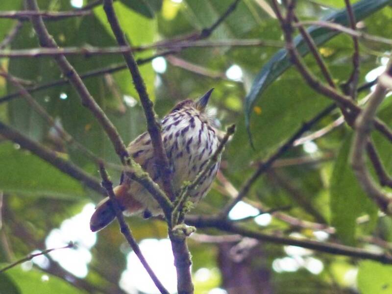 Monjita Lanceolada - Micromonacha lanceolata