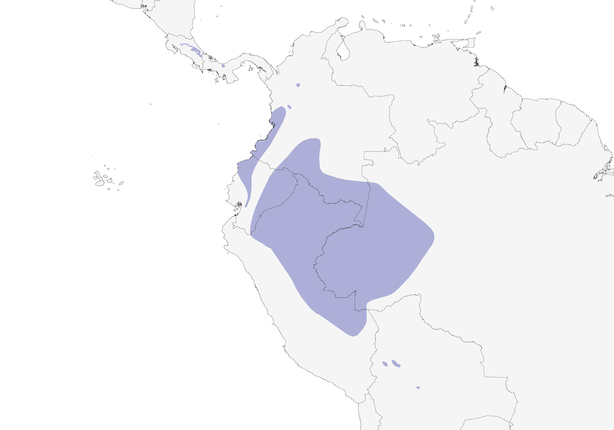 Monjita Lanceolada, Distribución 1