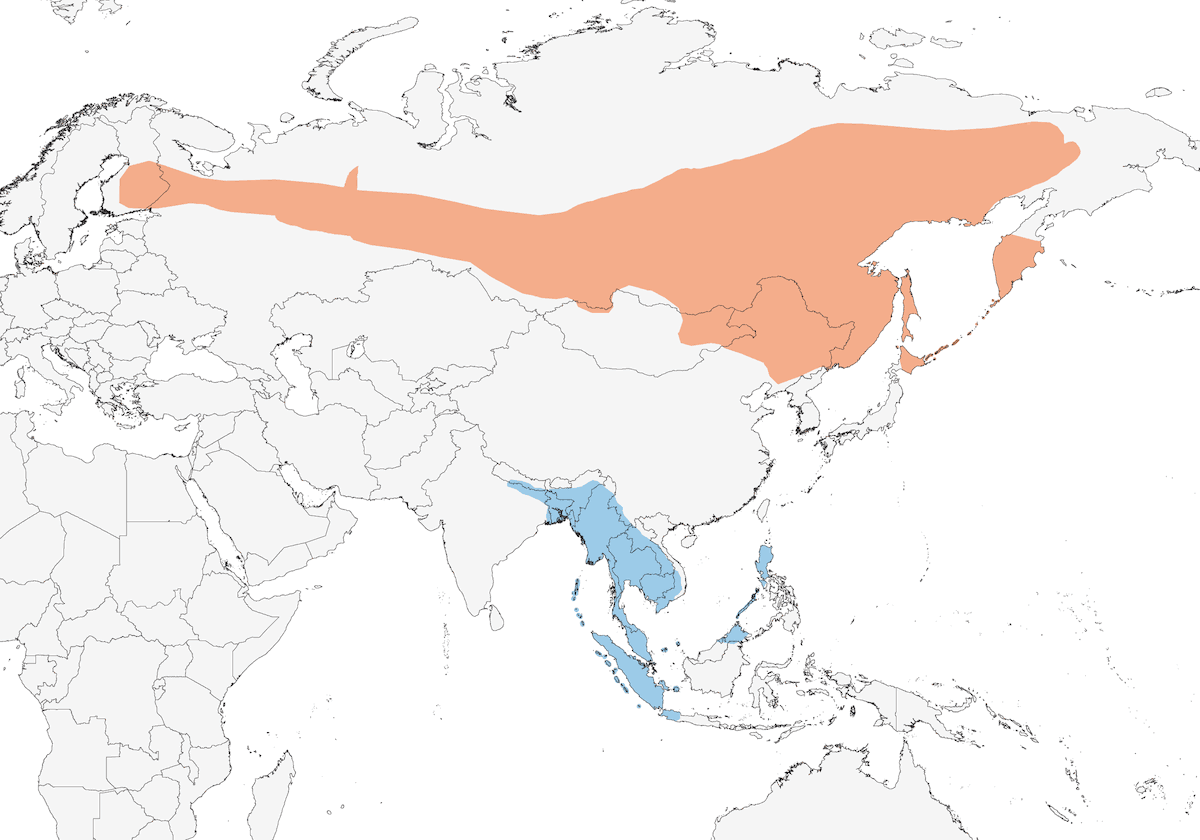 Buscarla Lanceolada, Distribución 1