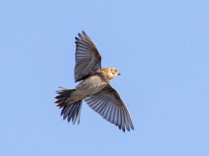 Lapland Longspur