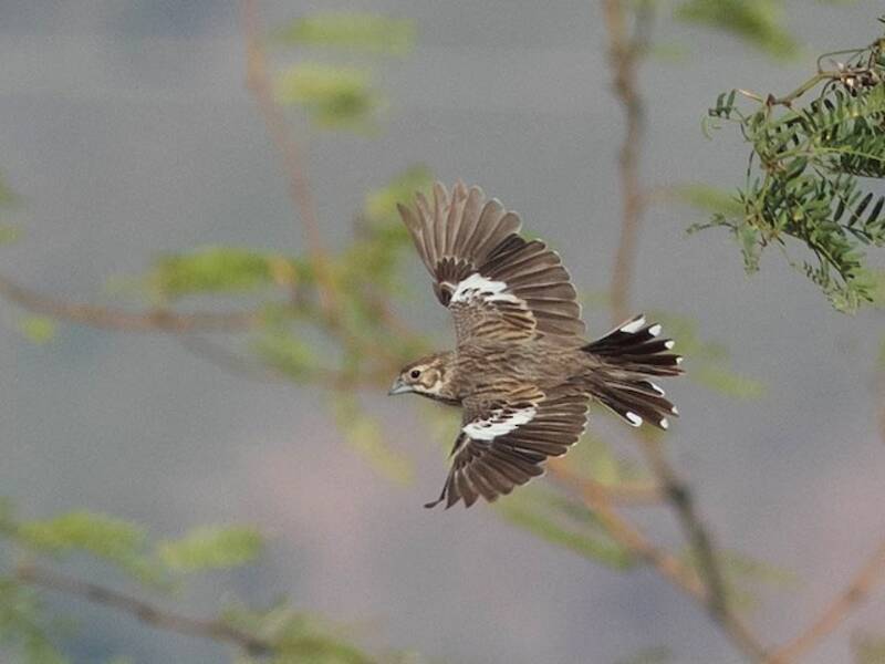 Zigolo allodola, Foto 3