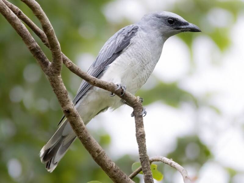 Indian Cuckooshrike