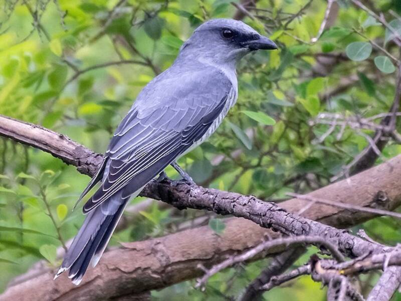 Indian Cuckooshrike, 照片 2