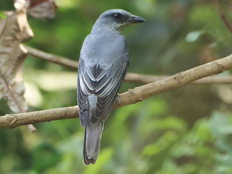 Indian Cuckooshrike, 照片 3