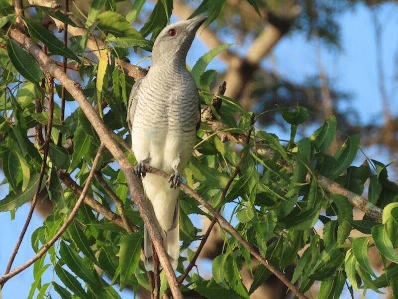 Indian Cuckooshrike, 照片 4