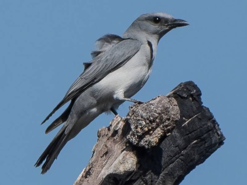 Échenilleur gris