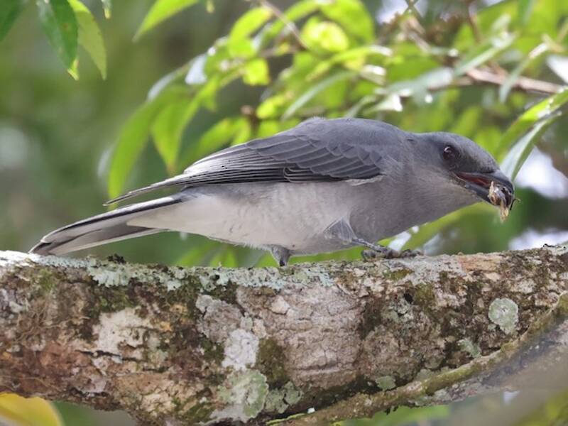 Coracina malese, Foto 3