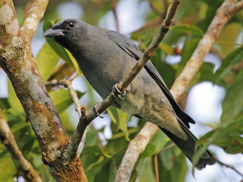 Coracina malese, Foto 2