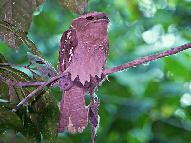 Large Frogmouth, Photos 3
