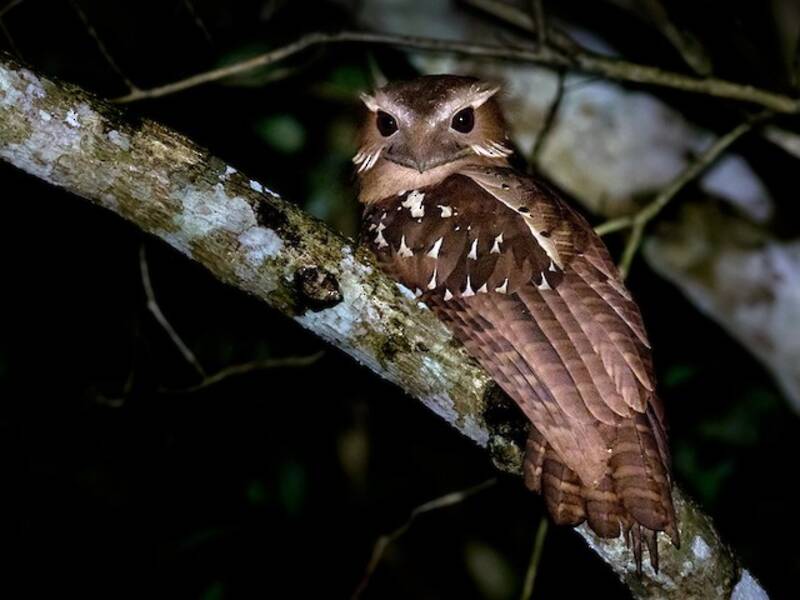 Large Frogmouth, Photos 4