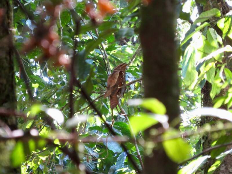 Large Frogmouth, Photos 2