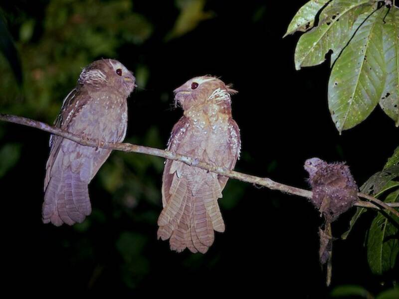 Large Frogmouth