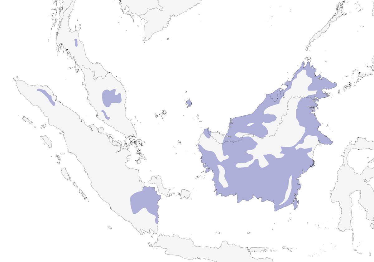 Large Frogmouth, Distribution 1