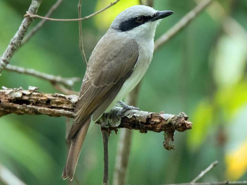 Large Woodshrike, Photos 4