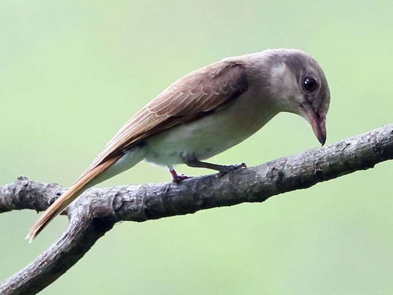 Large Woodshrike, Photos 2