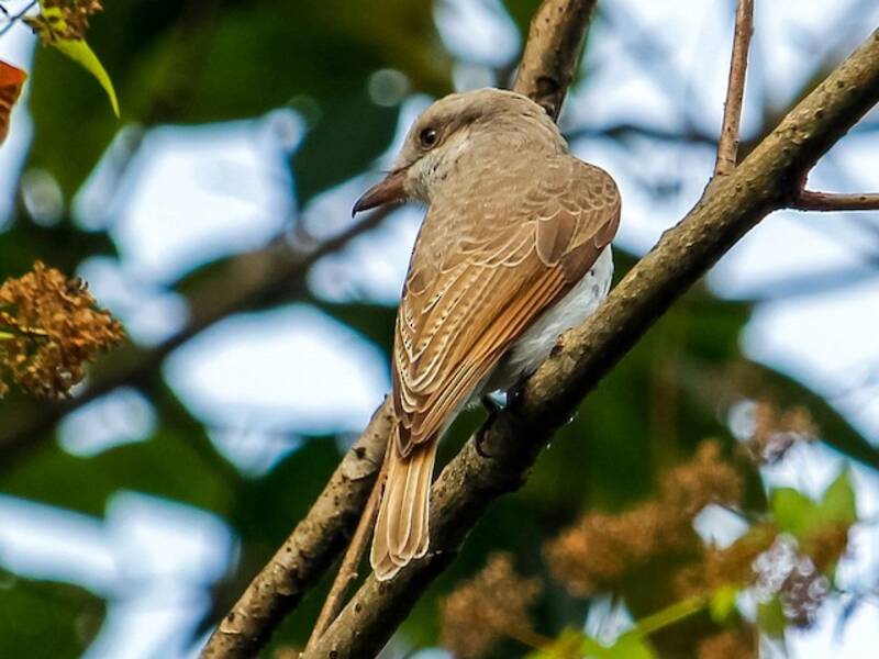 Large Woodshrike, Photos 3