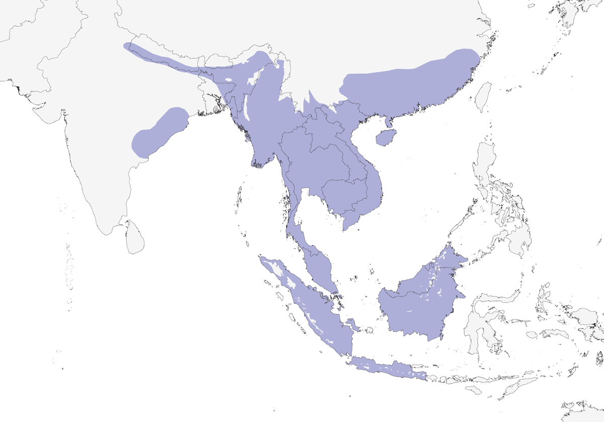 Large Woodshrike, Distribution 1