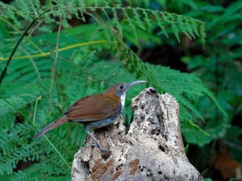 Large Scimitar-Babbler