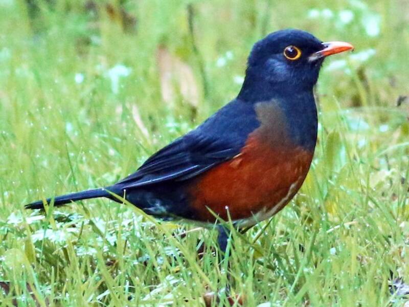 La Selle Thrush, 照片 2