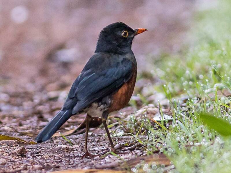 La Selle Thrush, 照片 3