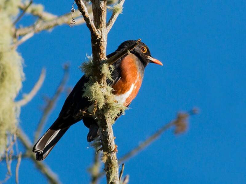 La Selle Thrush, 照片 4