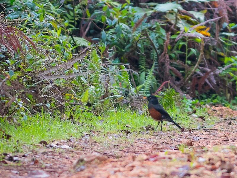 La Selle Thrush
