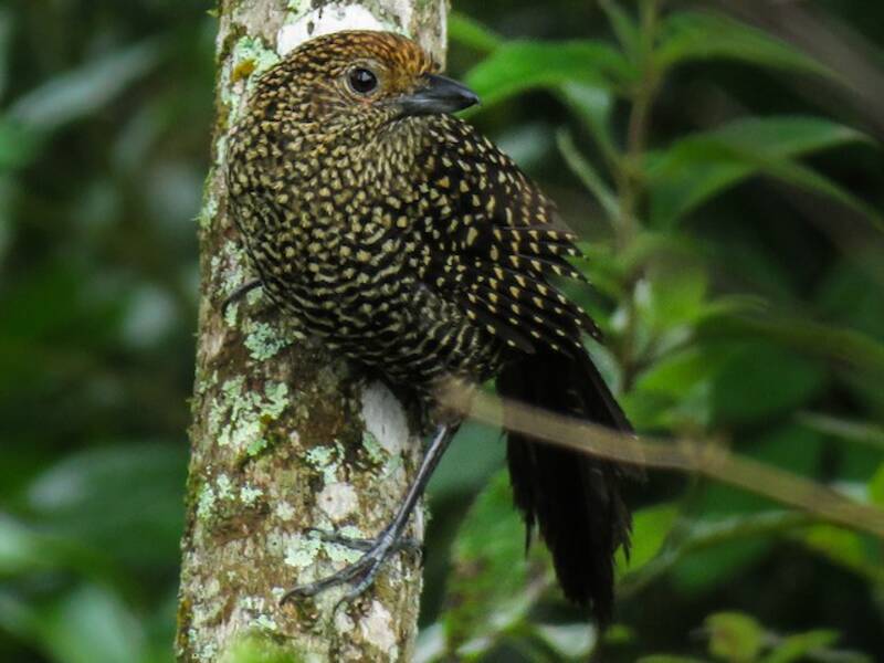 Large-tailed Antshrike (Mackenziaena leachii)