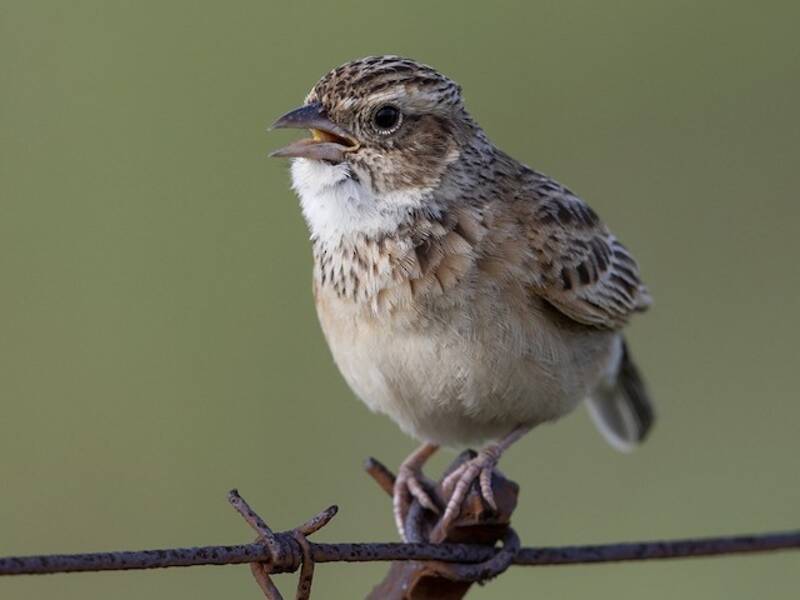 Allodola melodiosa