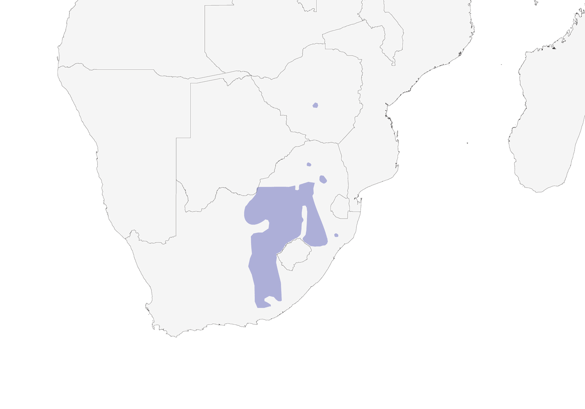 Allodola melodiosa, Distribuzione 1