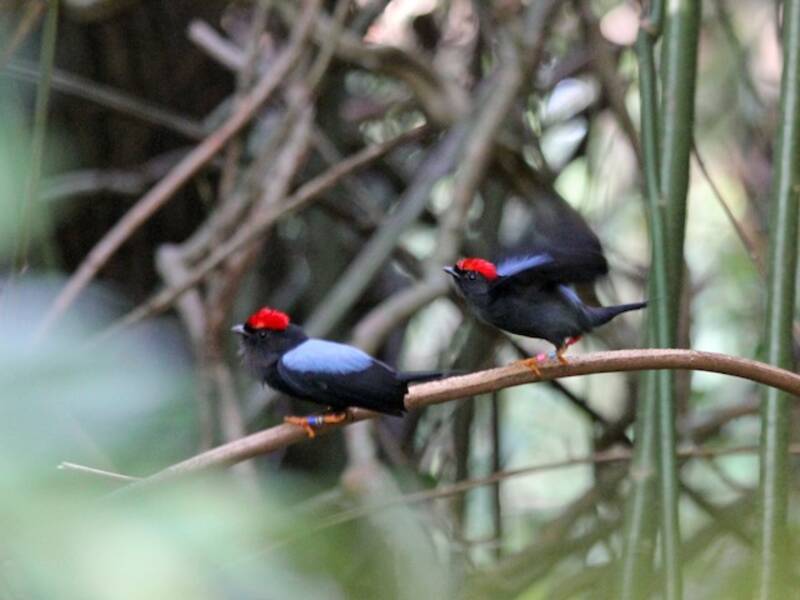 Lance-tailed Manakin