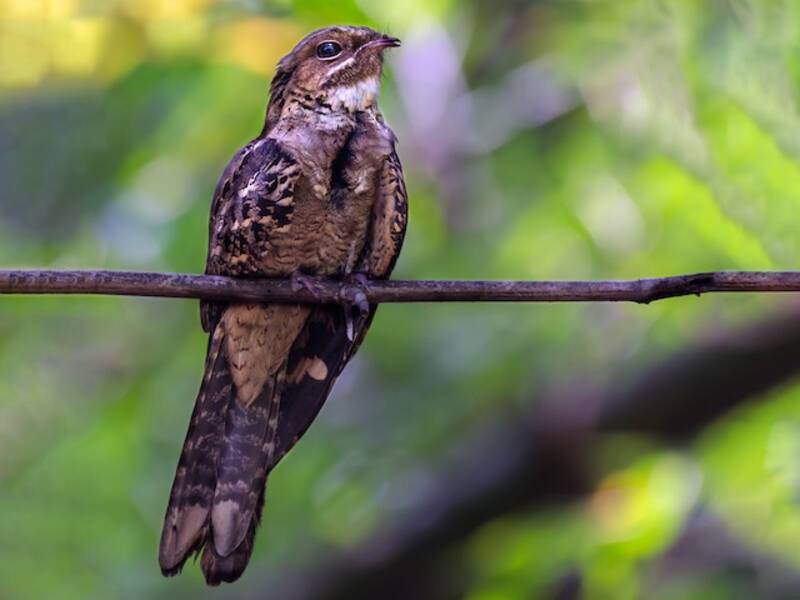 Large-tailed Nightjar