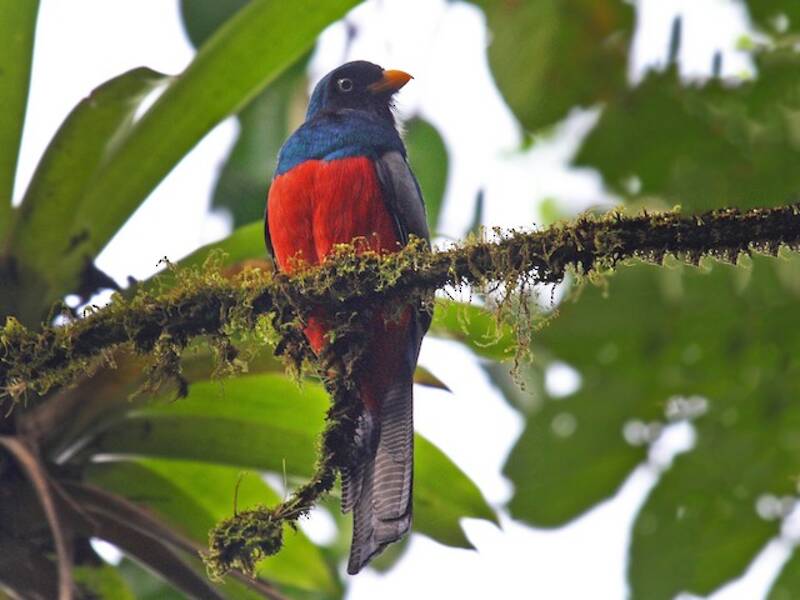 Trogon à queue treillissée