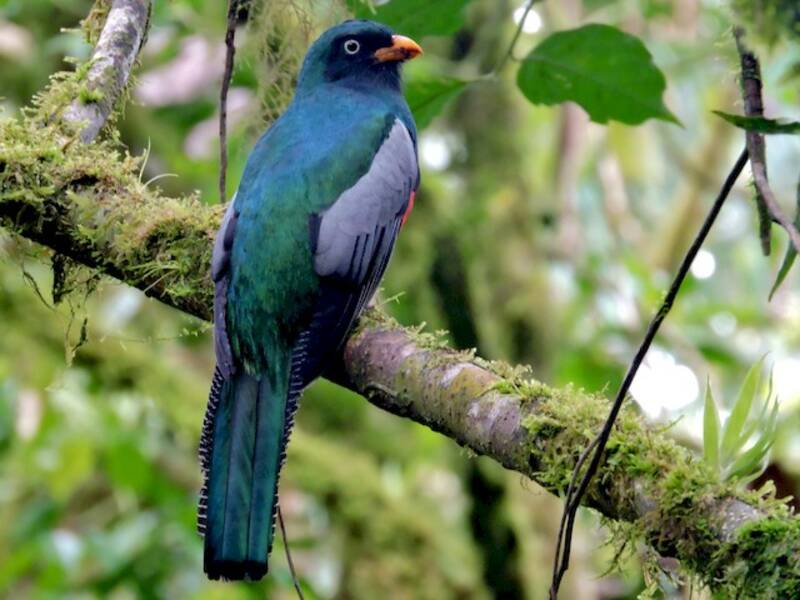 Lattice-tailed Trogon, 照片 3