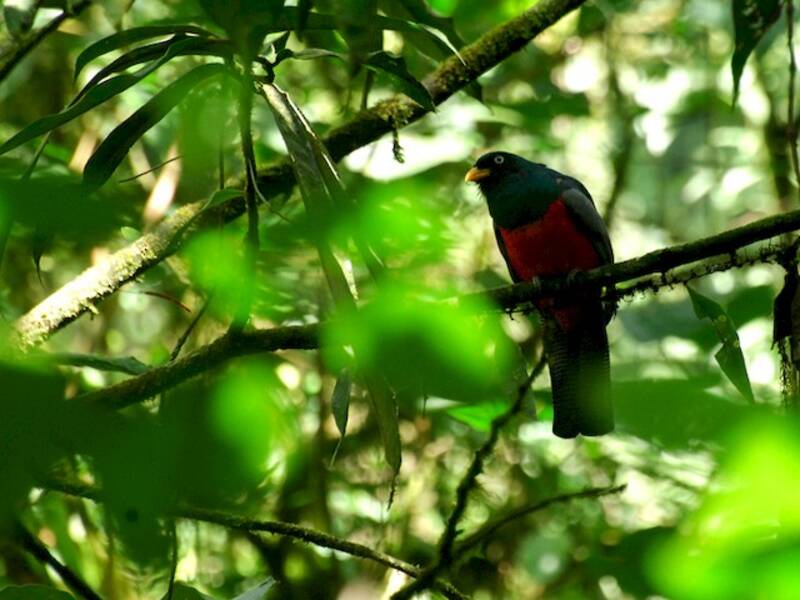 Lattice-tailed Trogon, 照片 2