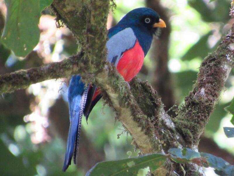 Lattice-tailed Trogon, 照片 4