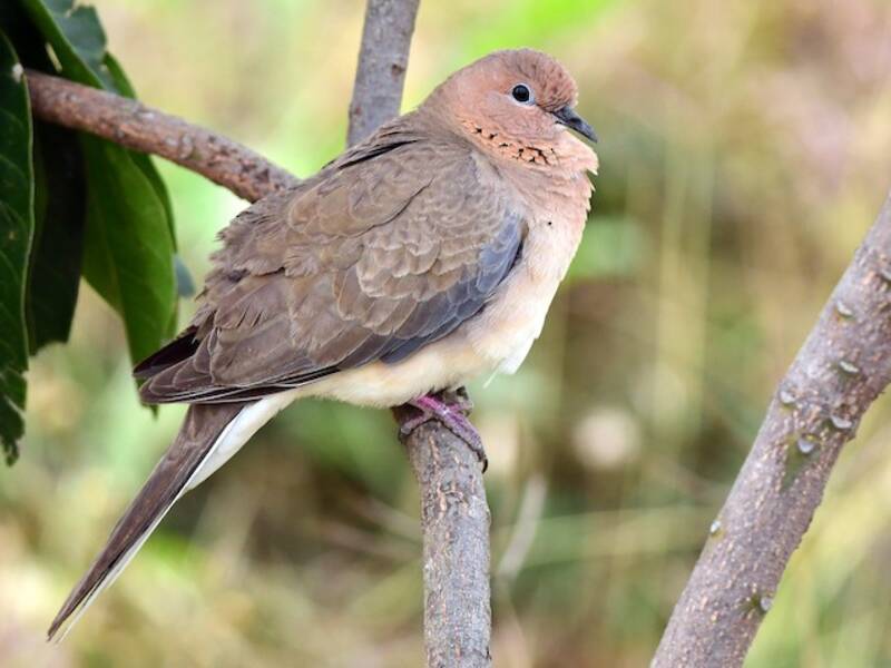Laughing Dove