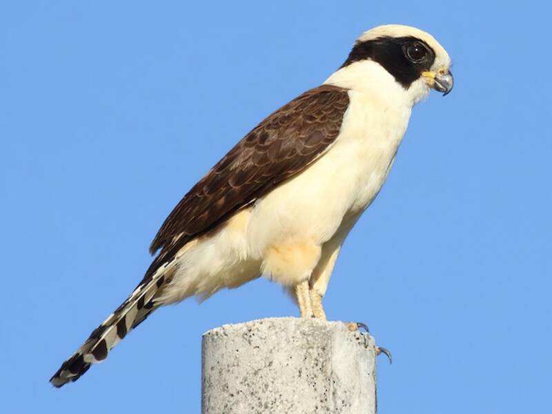 Falco ridente, Foto 4