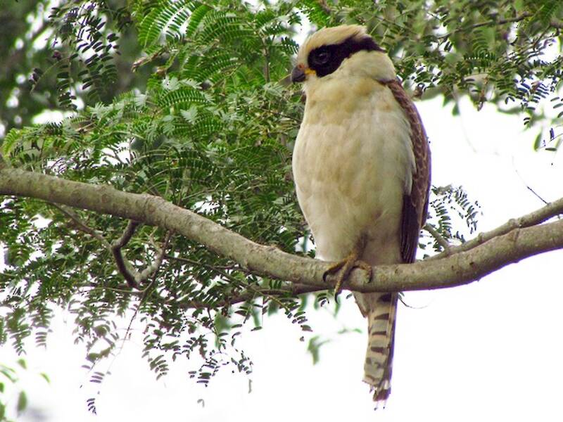 Falco ridente, Foto 3
