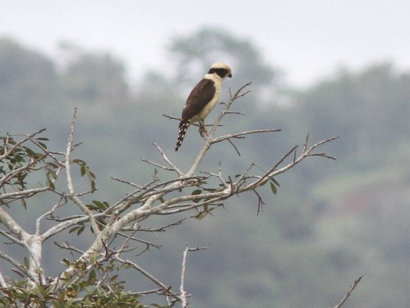 Falco ridente, Foto 2
