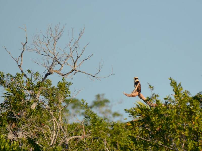 Laughing Falcon (Herpetotheres cachinnans)