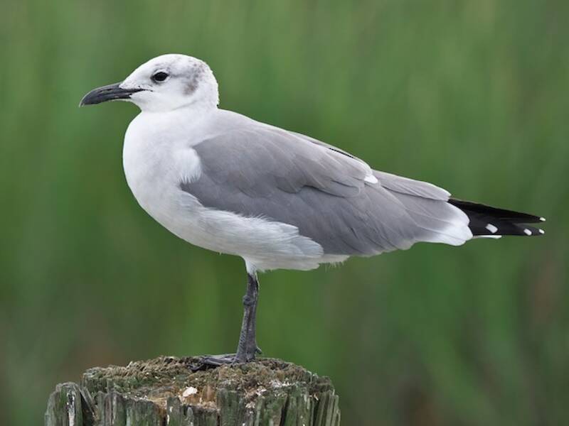 Laughing Gull