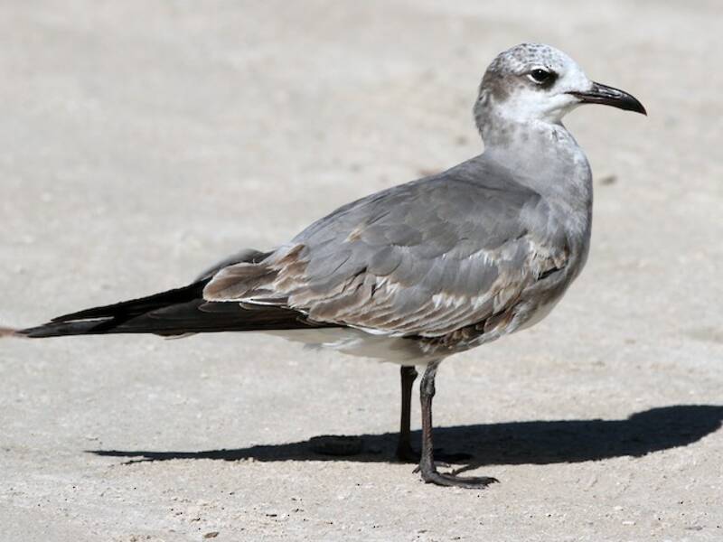 Laughing Gull, 照片 4